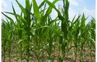 Property photo 32 - 51.5 Acres Offered in 5 tracts, 2 Farm Sites